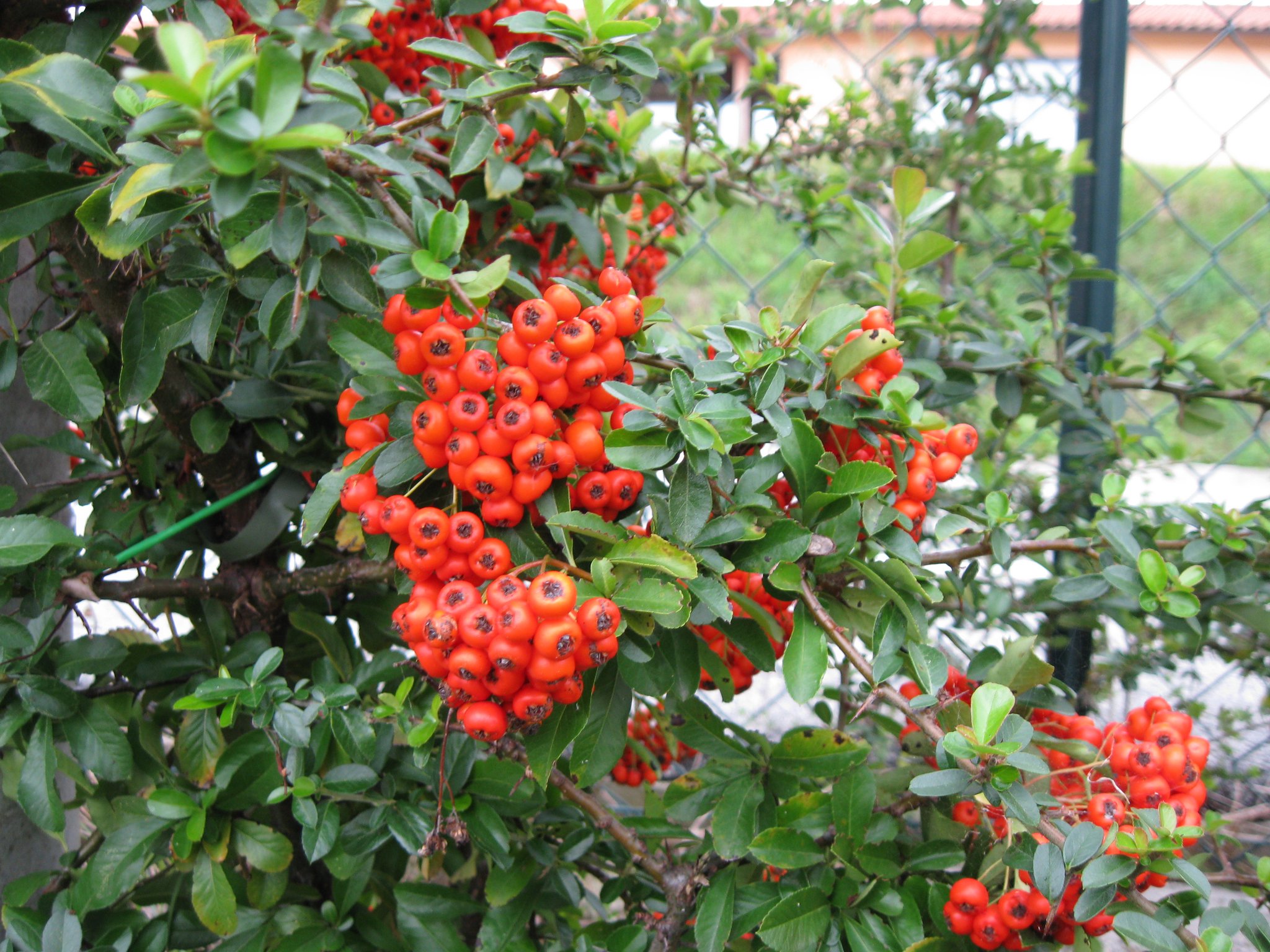 struttura